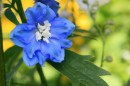 Blume * 1826 x 1217 * (492KB)