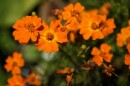 Gewuerz-Tagetes * 1572 x 1048 * (349KB)