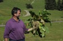 Karde-Wurzel * 564 x 374 * (61KB)