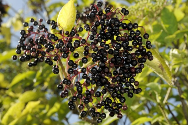 Holunder - Sambucus nigra